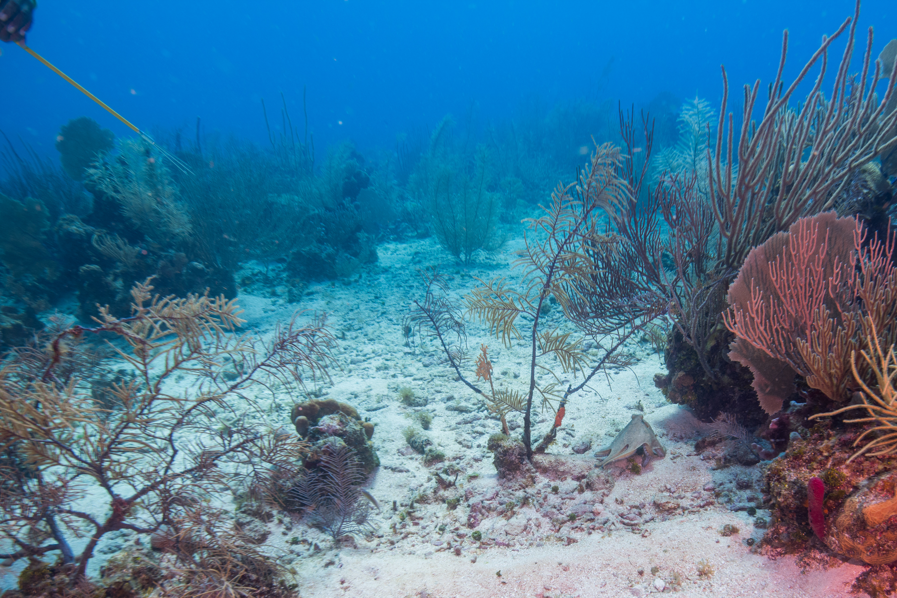 10/2/2021At the start of a dive I saw David waving me over to look at something.  However, he didn't spot the octopus crawling six feet underneath 