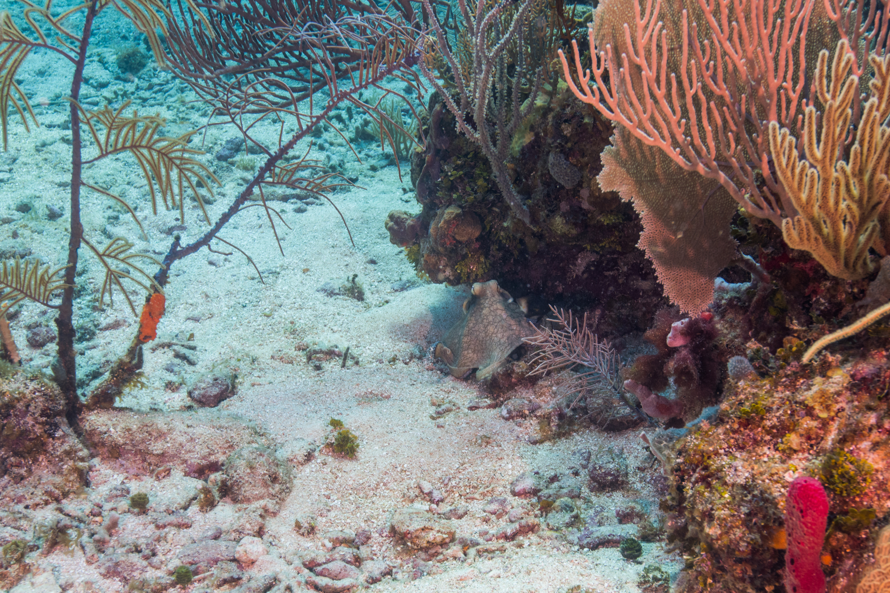 10/2/2021Octopus has made it to the safety of that rock.