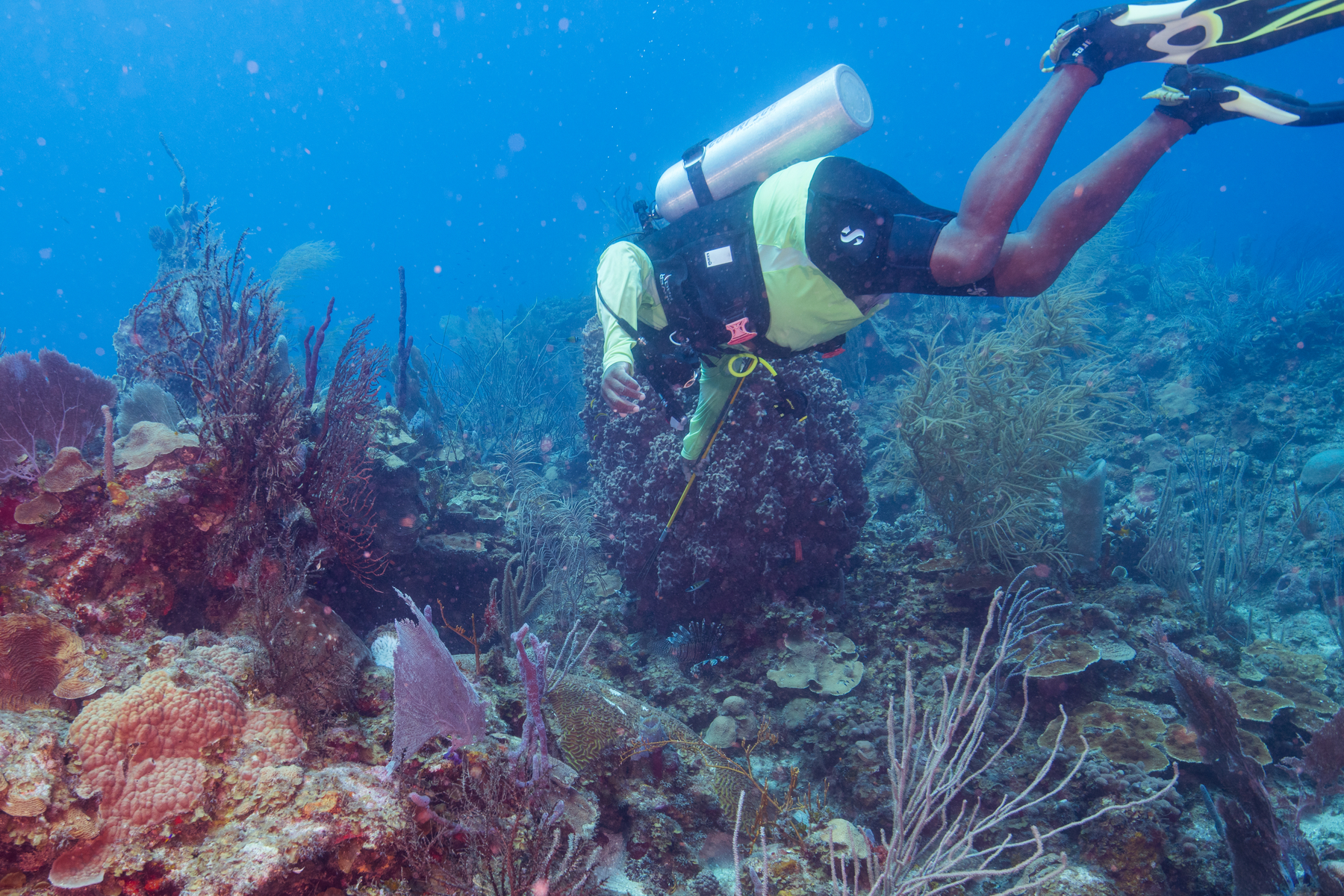 10/2/2021David goes for another Lionfish.