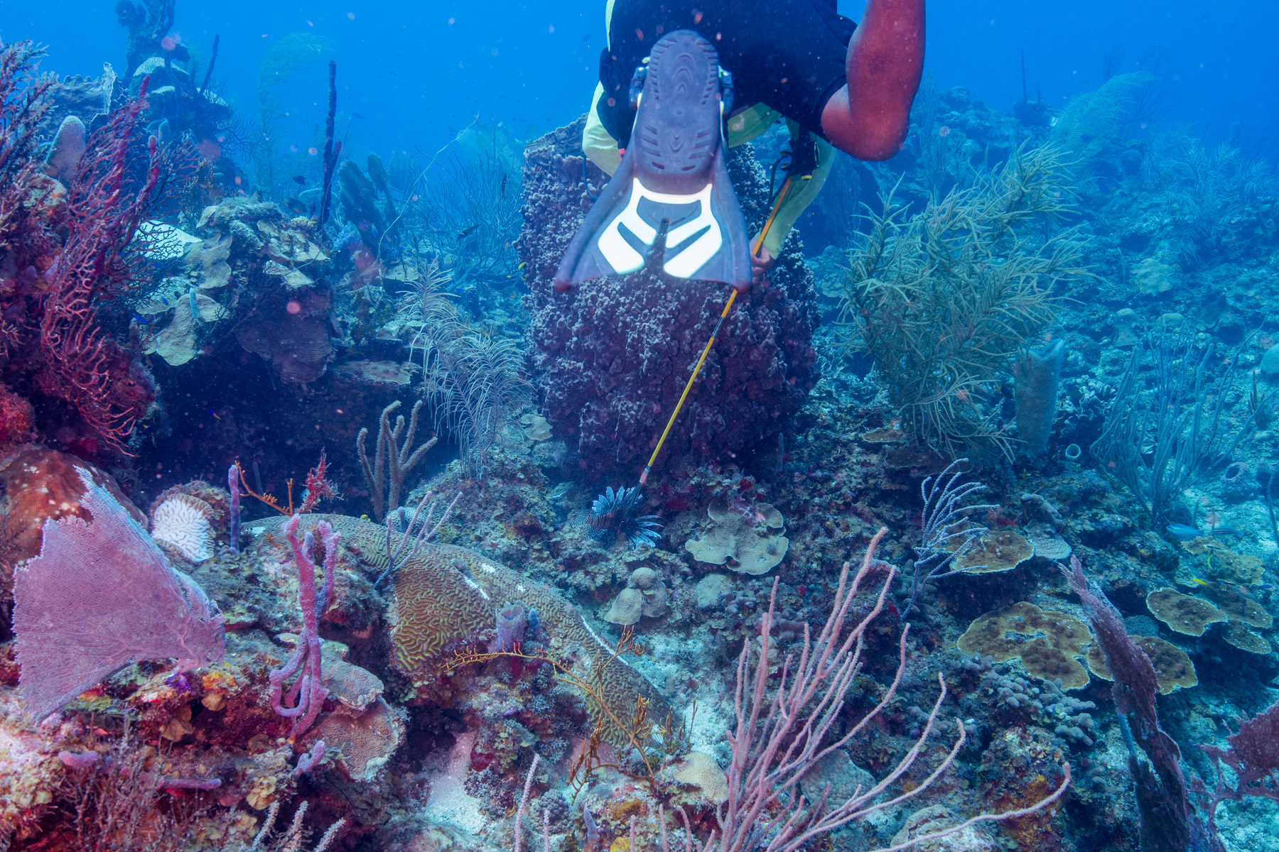 10/2/2021One more Lionfish gone.