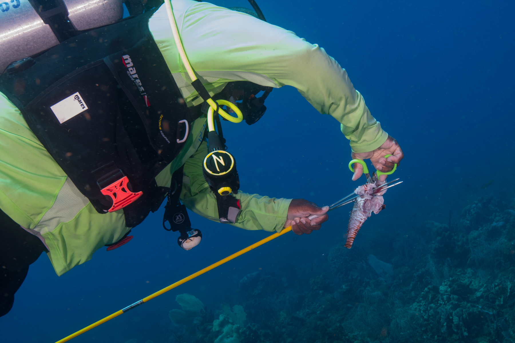 10/2/2021When David keeps a Lionfish for lunch, he pulls out his safety scissors on the way back to the boat and cleans his catch. I've seen this...