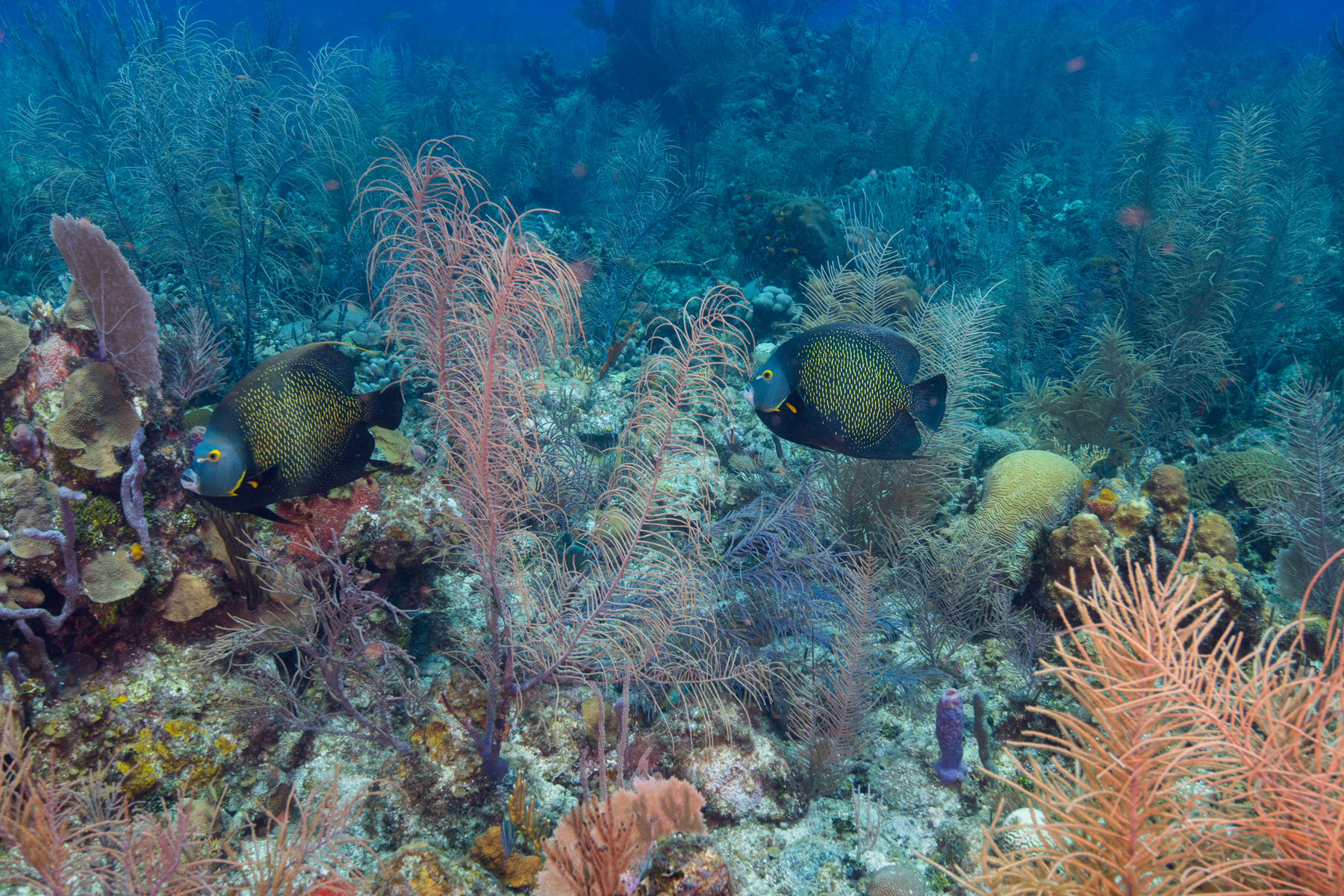 10/2/2021A pair of French Angelfish tagging along with us.  