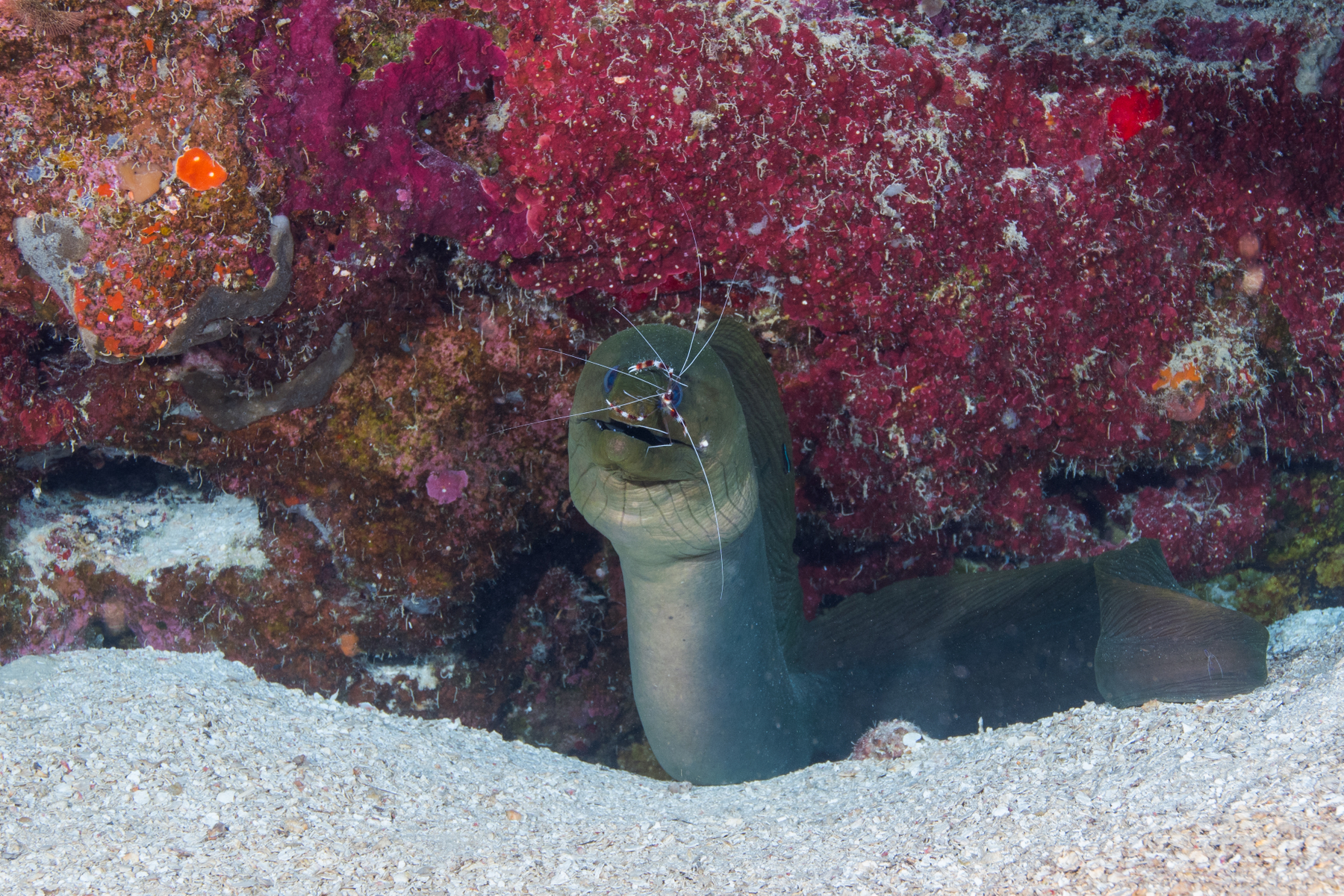 10/3/2021Banded Coral Shrimp on Green Moray Eel.