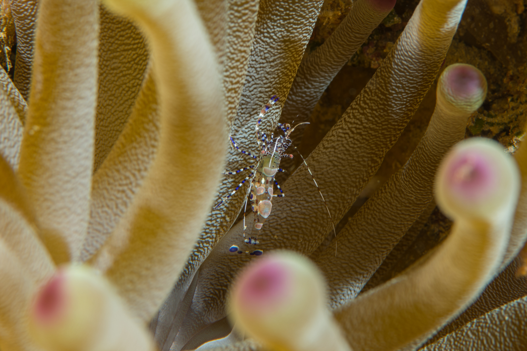 10/3/2021Spotted Cleaner Shrimp in Anemone.  It is very common to see small shrimp and crabs living in and under anemones.