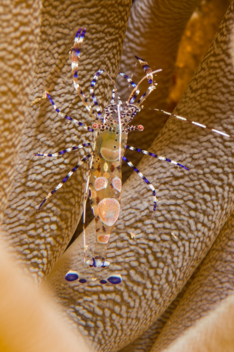 10/3/2021Spotted Cleaner Shrimp.   These are small.  The anemone arms are smaller than your finger.