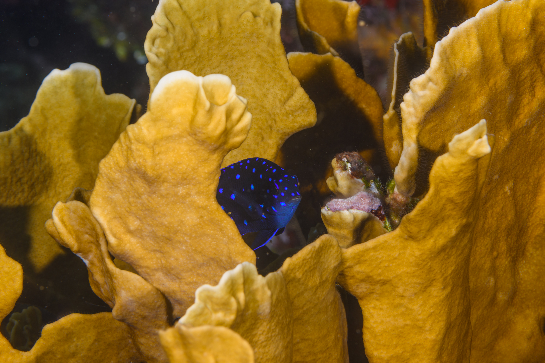 10/4/2021Juvenile Yellowtail Damselfish peeking out from Scaled Lettuce...