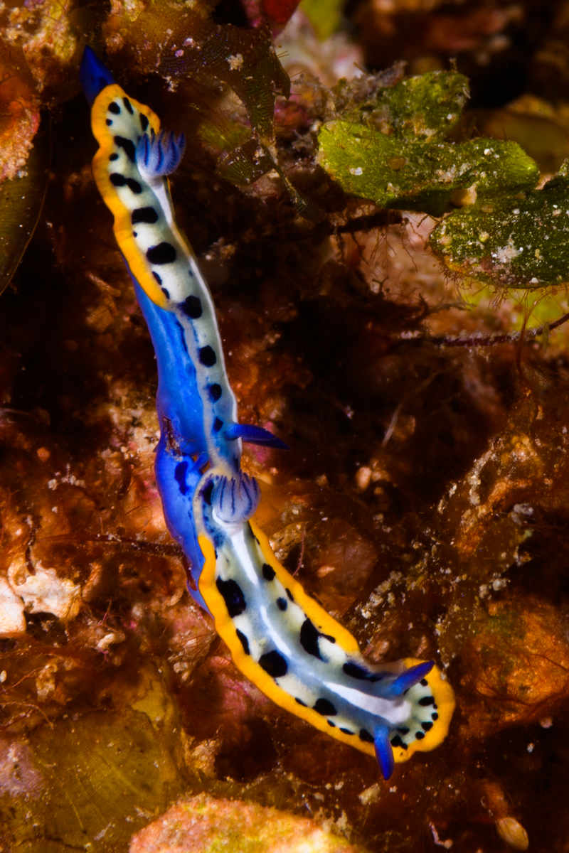 10/4/2021A pair of Indigo Crowned Sea...