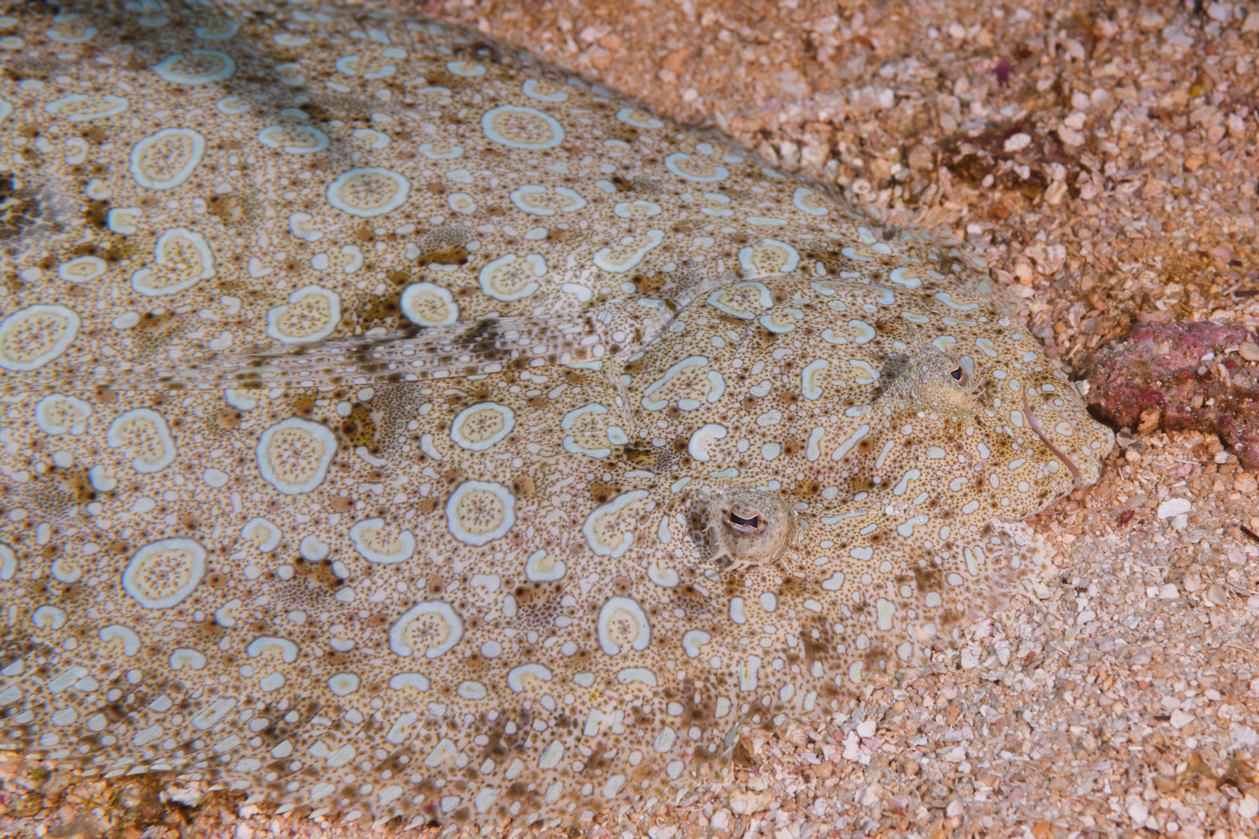 10/5/2021Peacock Flounder, blending in.