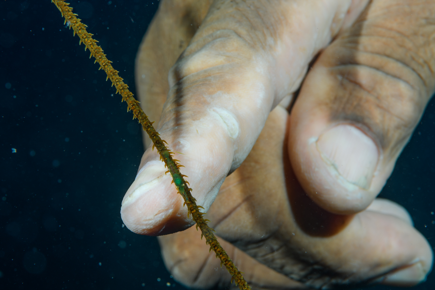 10/5/2021David points to a Wire Shrimp on Wire Coral.  See the green spot in front of his finger?