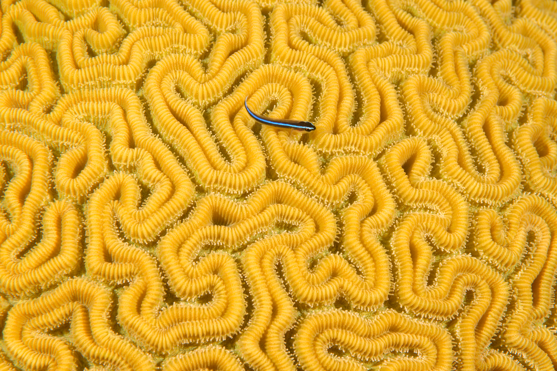 10/5/2021Caribbean Neon Goby on Boulder Brain...