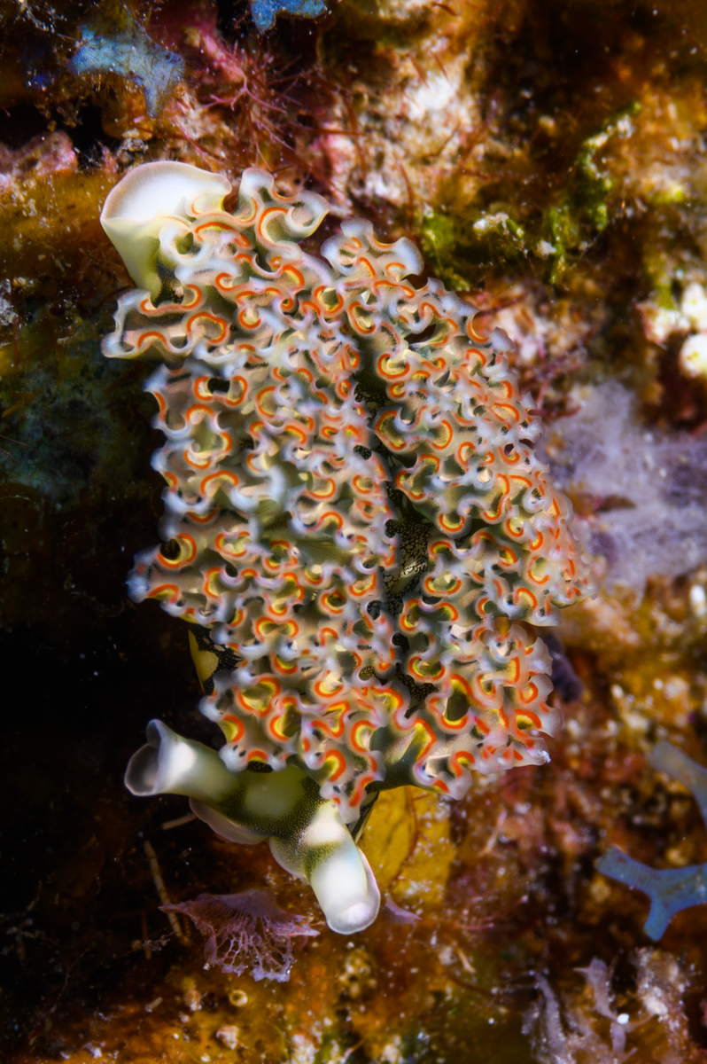 10/5/2021Lettuce Sea Slug, top...