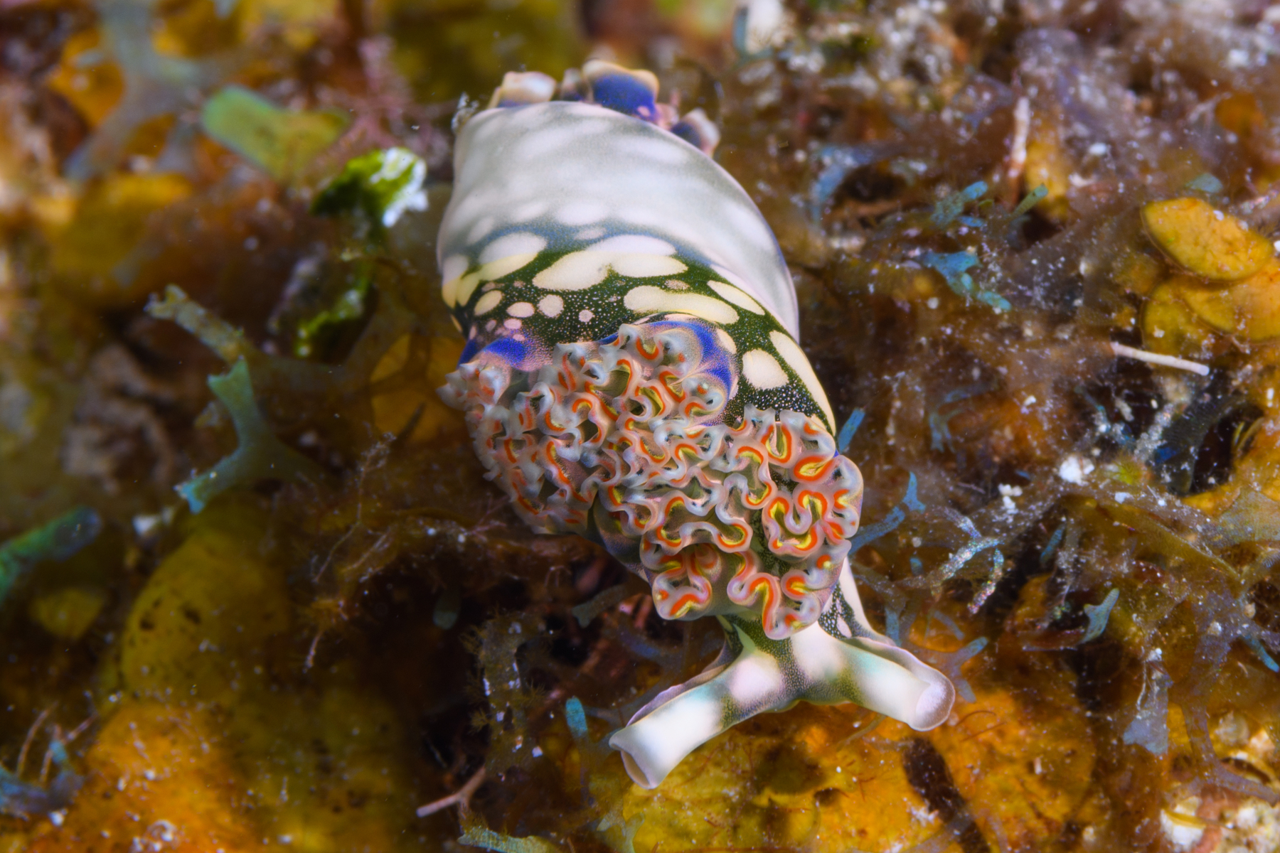 10/5/2021Lettuce Sea Slug, here rolling over from being upside-down.  You can see the sides and bottom.