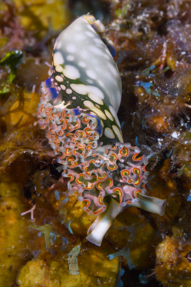 10/5/2021Lettuce Sea Slug, straightening out.