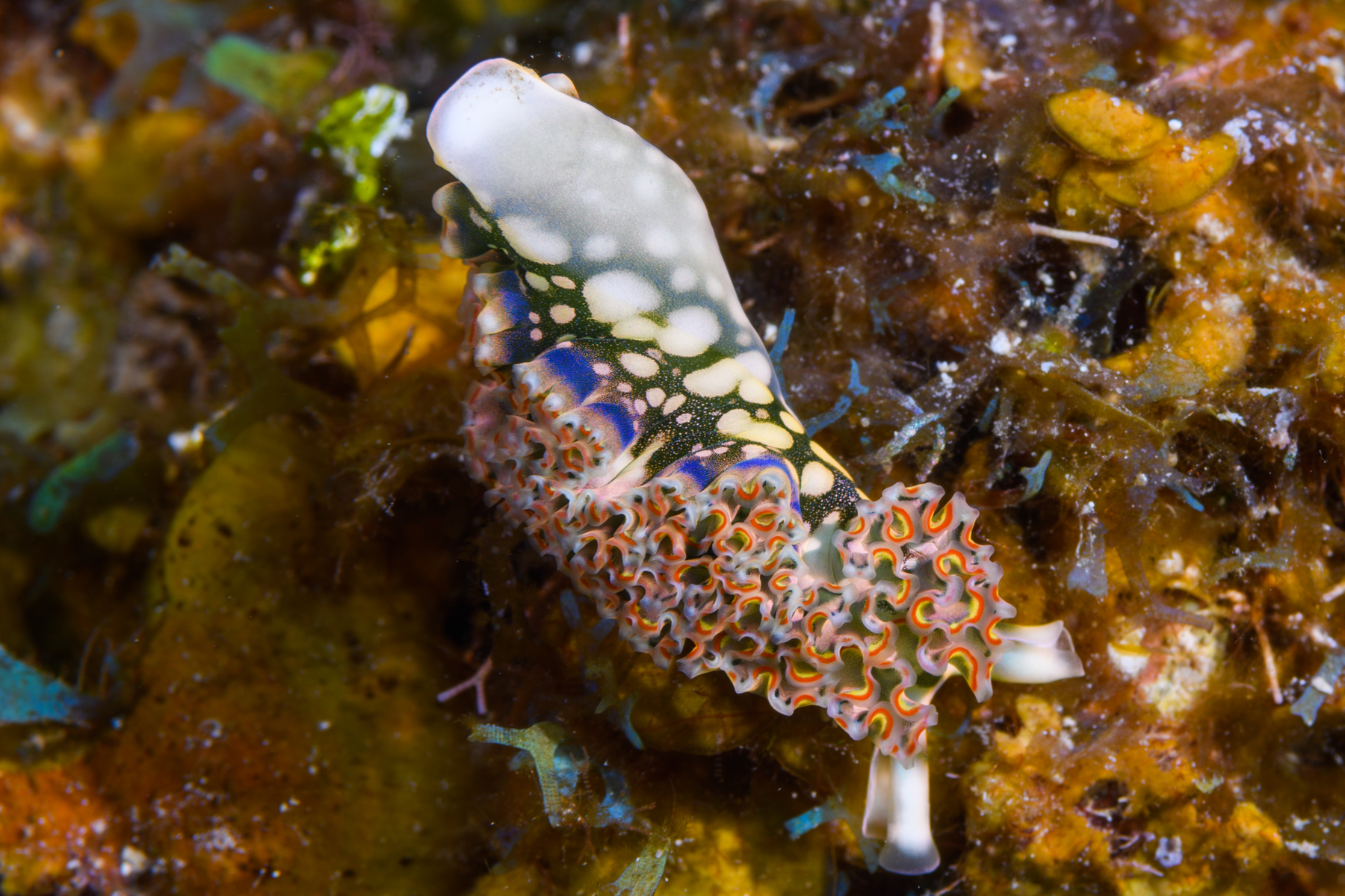 10/5/2021Lettuce Sea Slug, still unwinding.