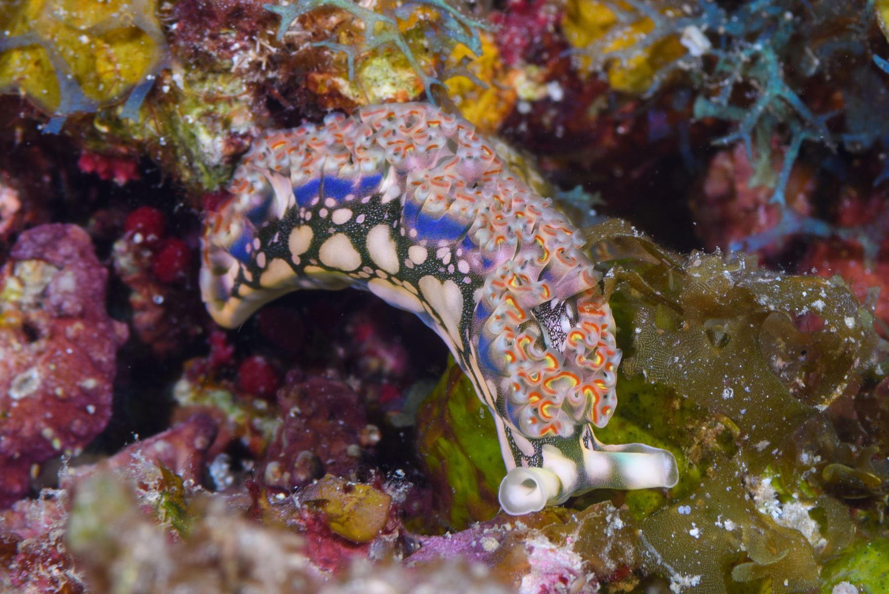 10/5/2021Here a Lettuce Sea Slug has just fallen a few inches and is bracing for landing, I think.