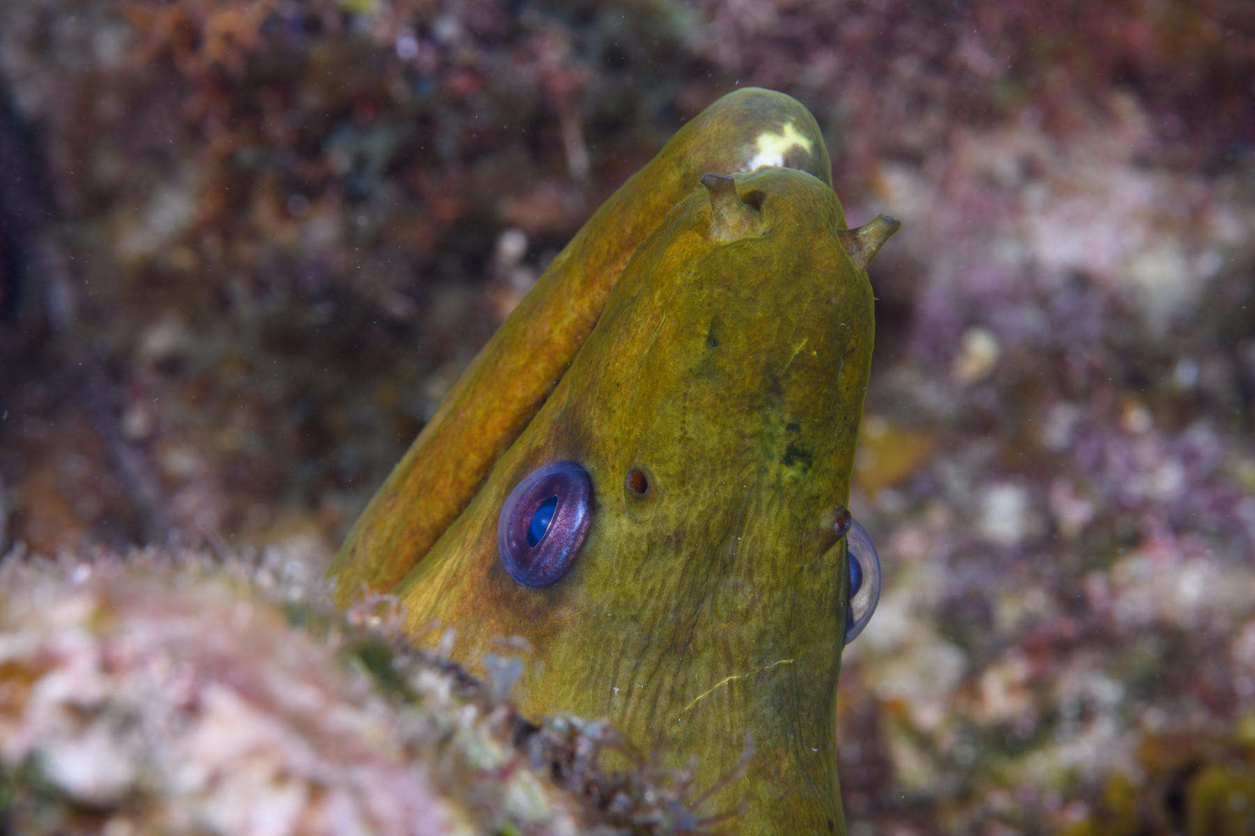 10/5/2021Curious Green Moray...