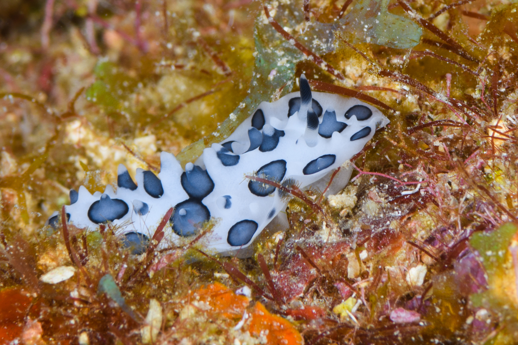 10/6/2021Nudibranch