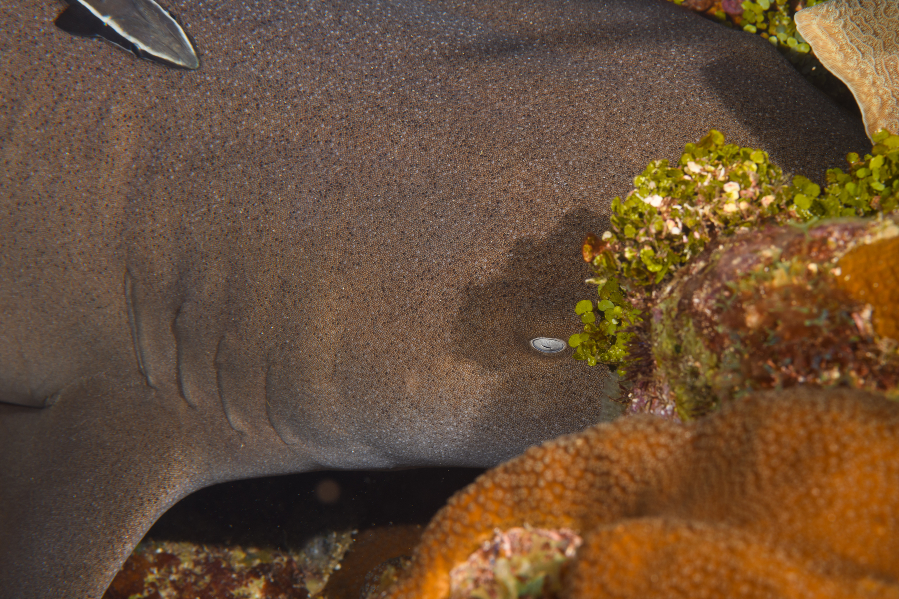 10/6/2021Nurse Shark peeking at me.