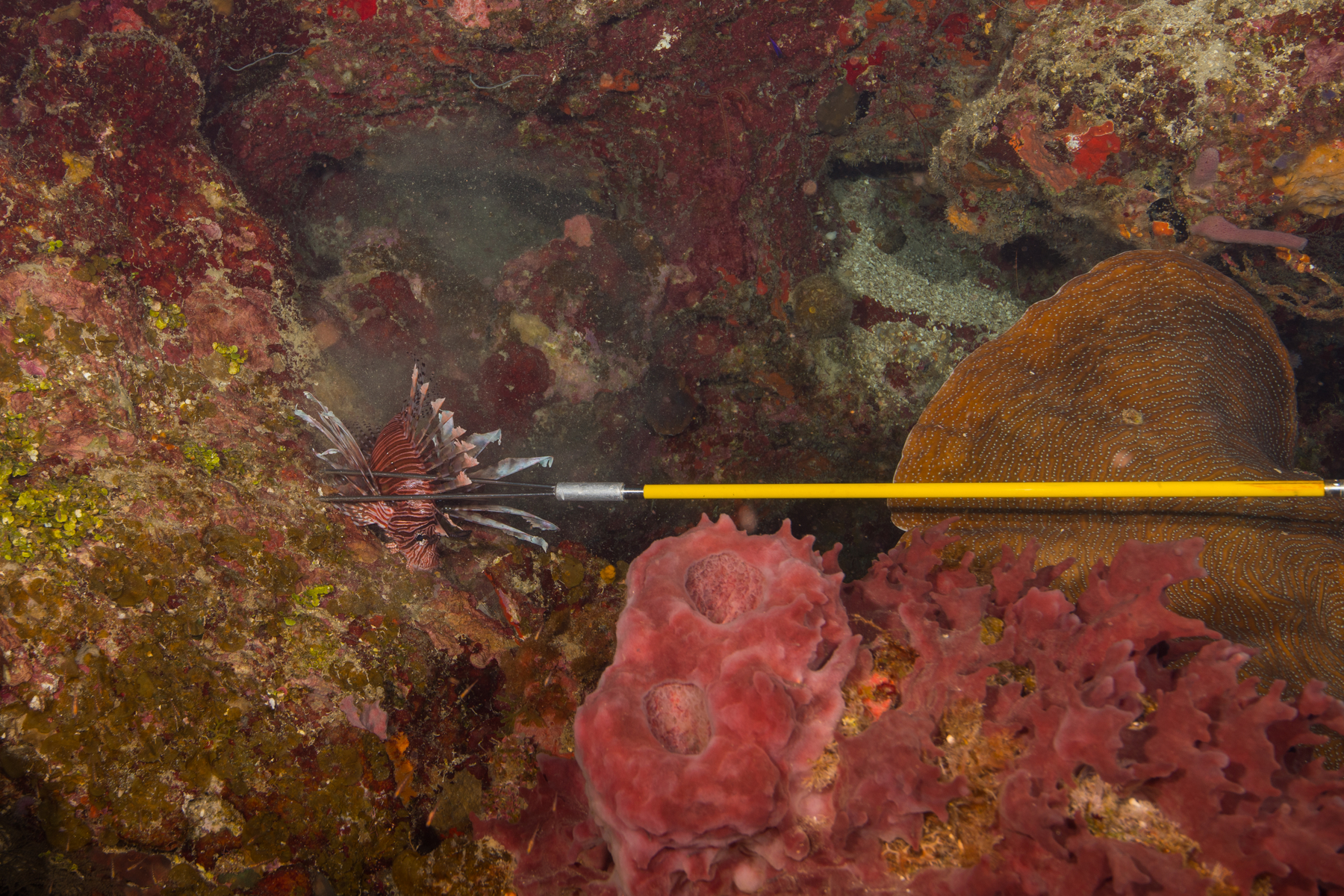 10/7/2021Another Lionfish gone.