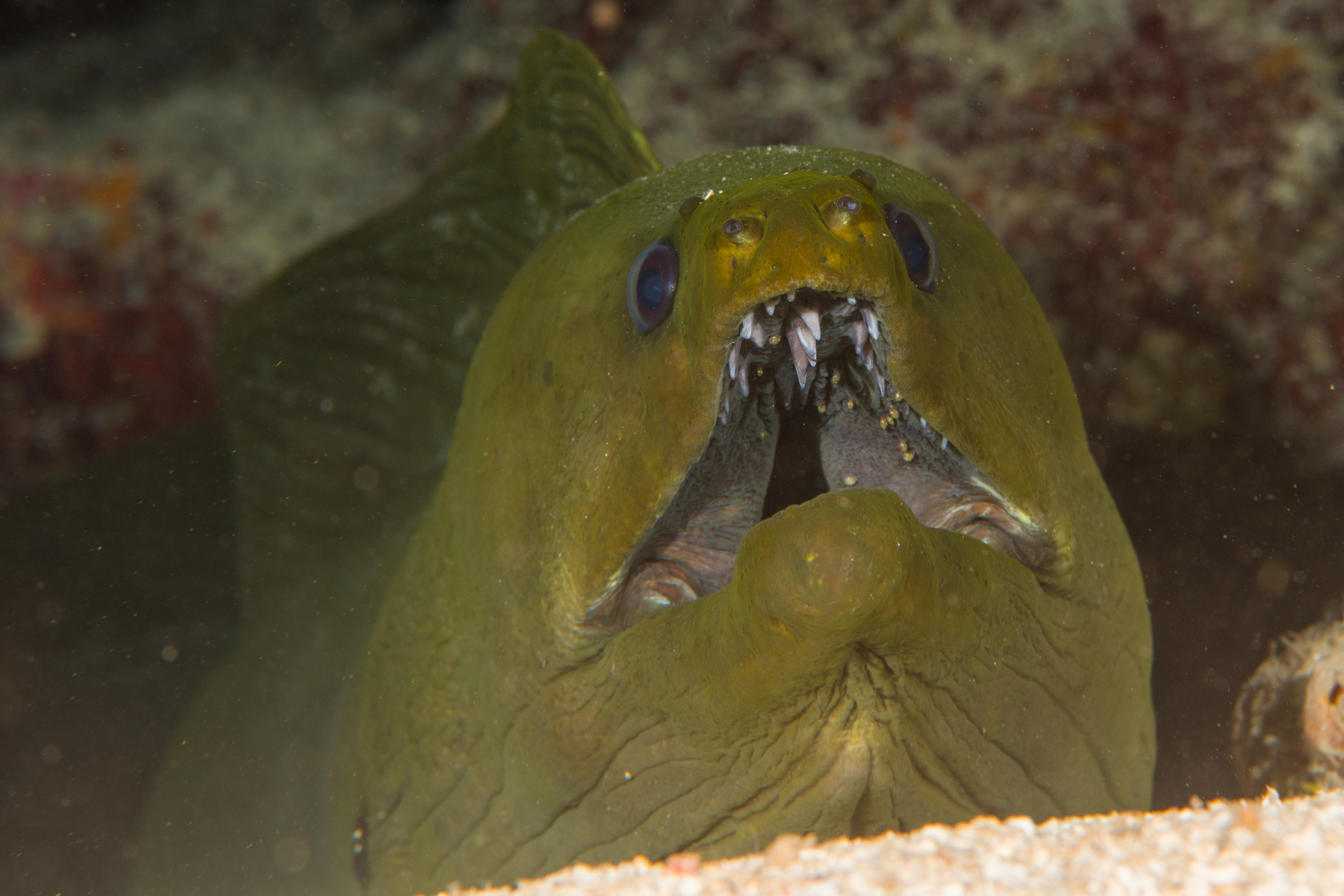 10/7/2021Green Moray...