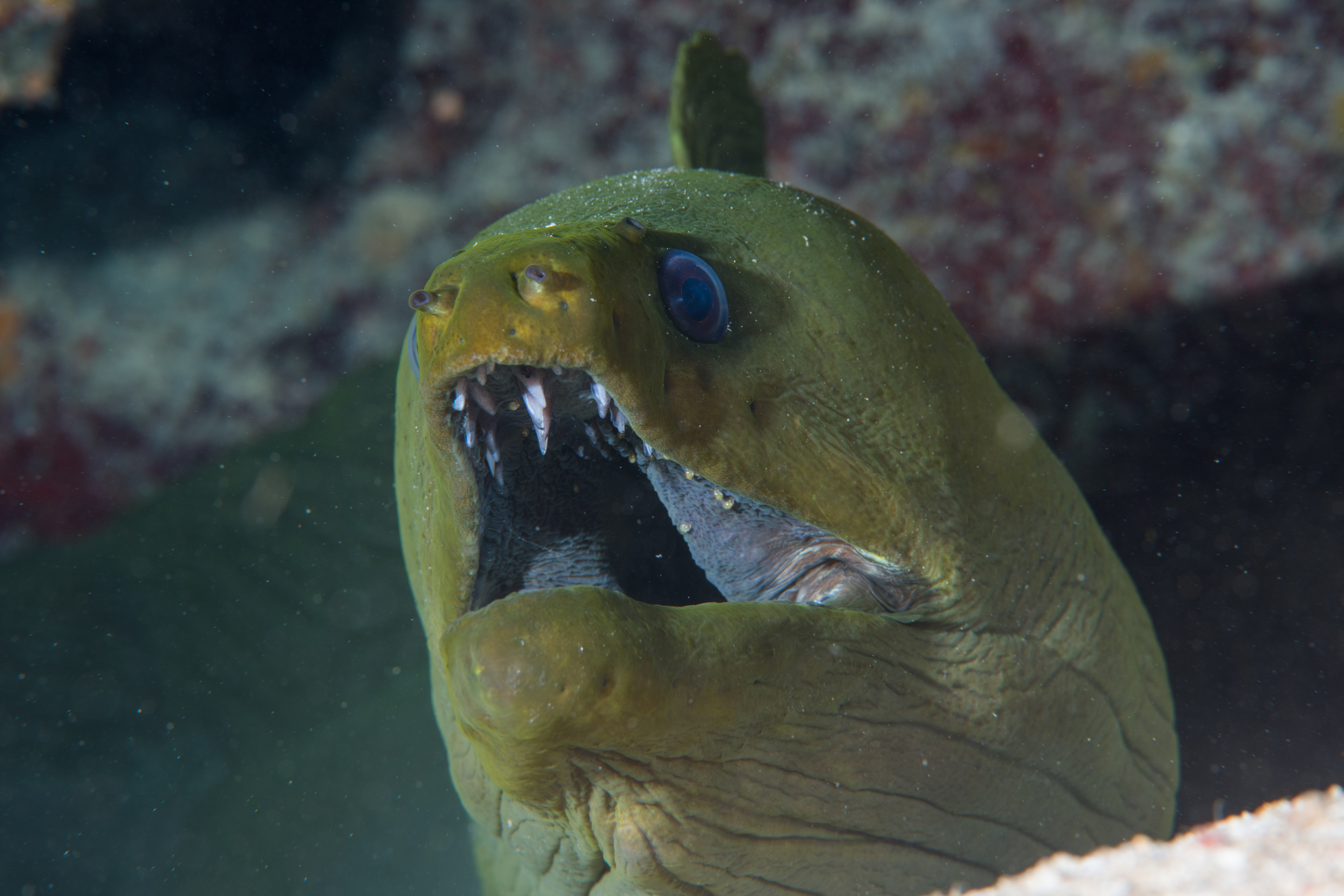 10/7/2021Green Moray...