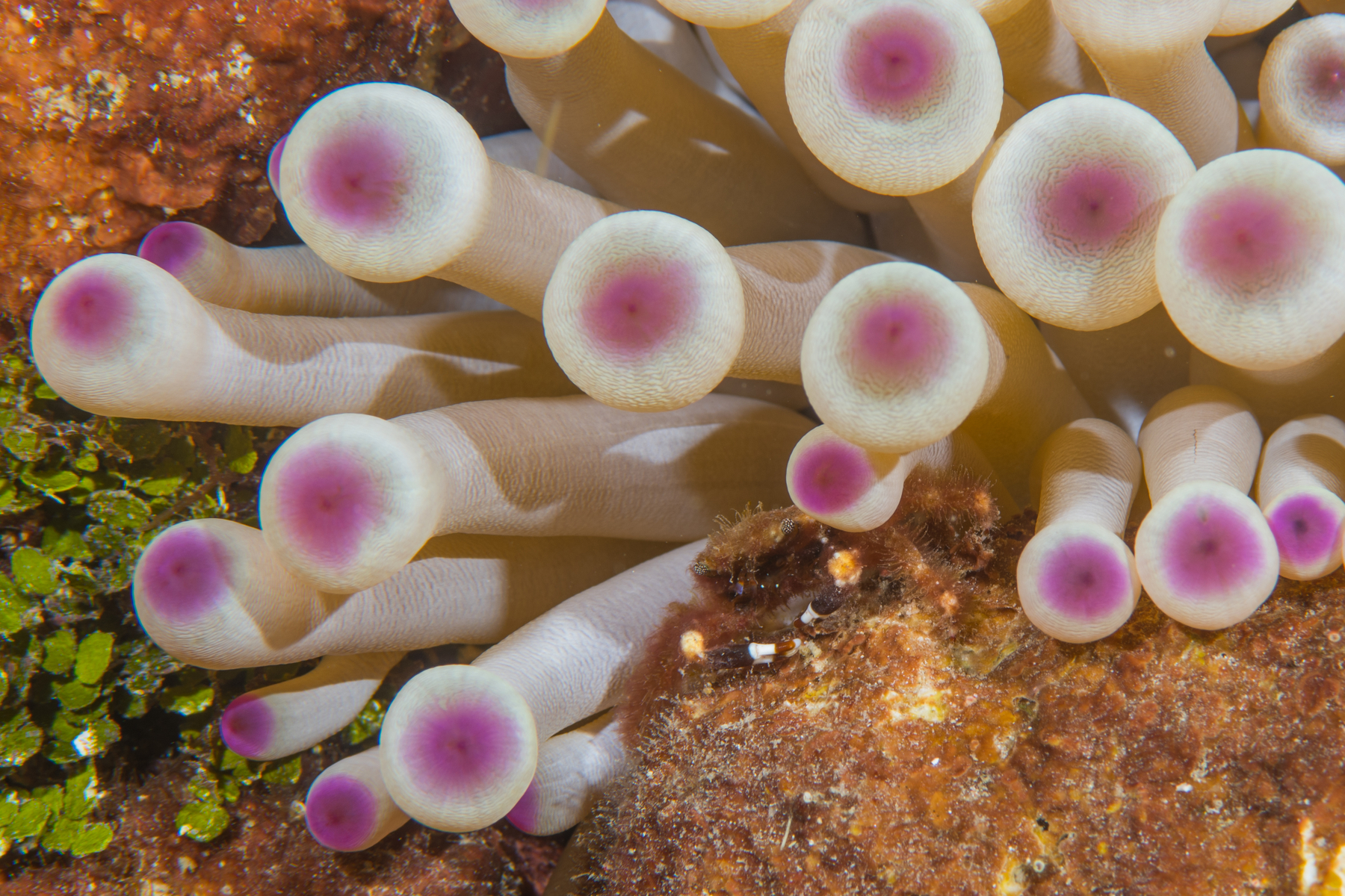 10/7/2021There is a small Banded Clinging Crab hiding under this anemone.