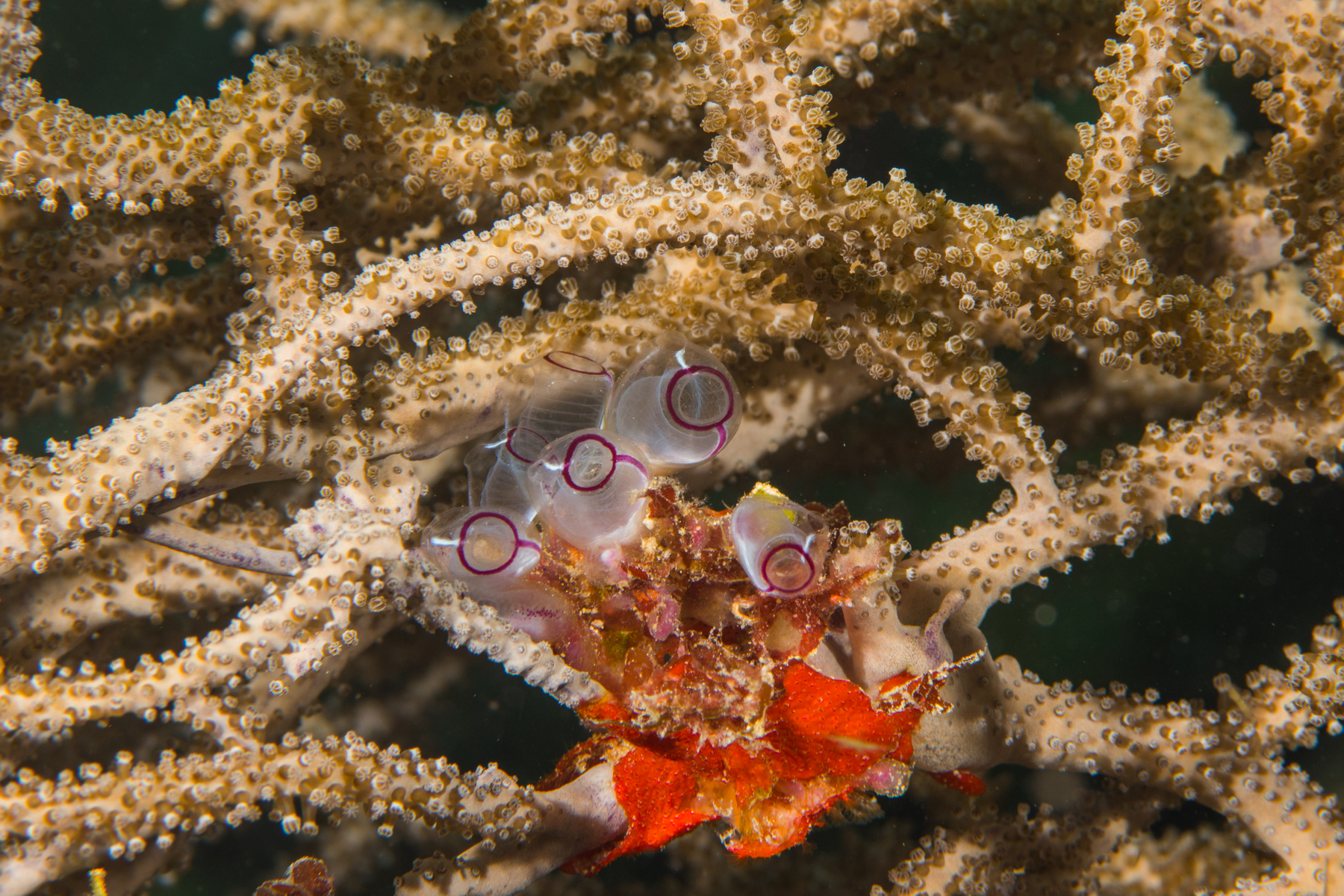 10/8/2021Some Painted Tunicates growing in an odd place.