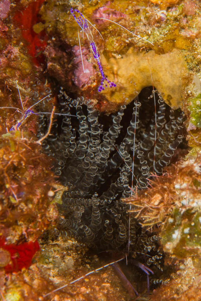 10/8/2021Cleaning Station:   This is typical. A small Corkscrew Anemone is home to a number of Pedersen Cleaning Shrimp.  They seem to always be found 