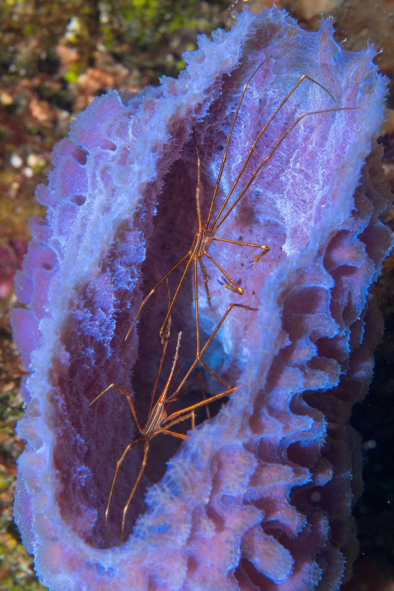 10/8/2021A pair of Arrow Crabs inside an Azure Vase.