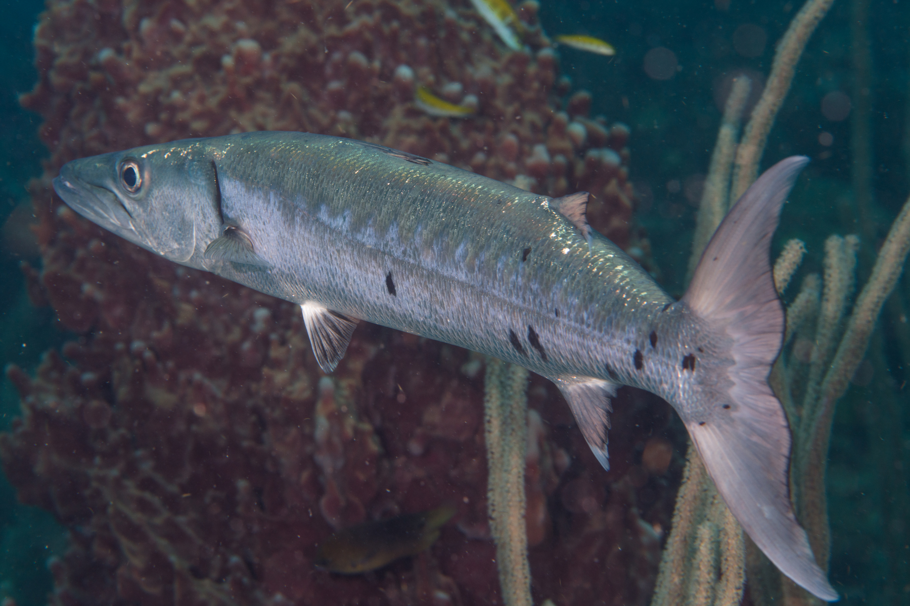 10/8/2021Almost caught up to this Barracuda.