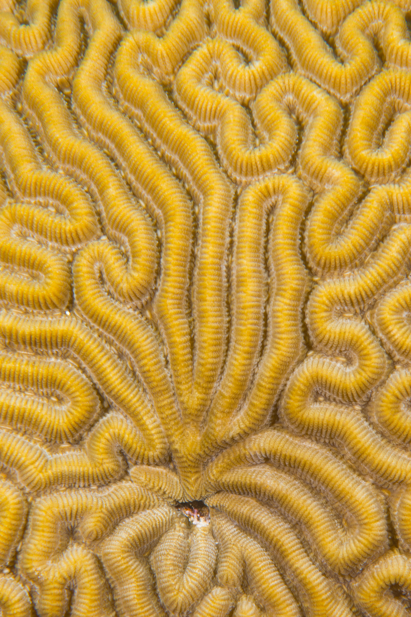 10/8/2021Pattern in Bolder Brain Coral reminds me of something.