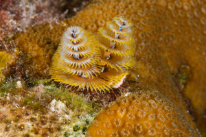 9/26/2021<br>Christmas Tree Worm