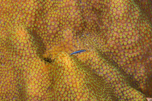 9/26/2021<br>Neon Goby on coral.