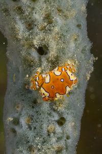 9/26/2021<br>Gaudy Clown Crab