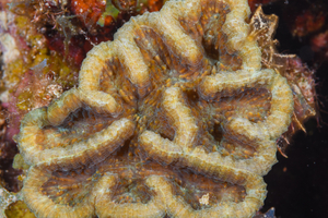 9/26/2021<br>Ridged Cactus Coral