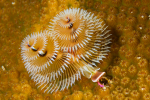 9/26/2021<br>Christmas Tree Worm