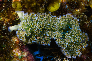 9/26/2021<br>Lettuce Sea Slug