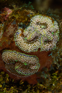 9/26/2021<br>Florida Corallimorphs