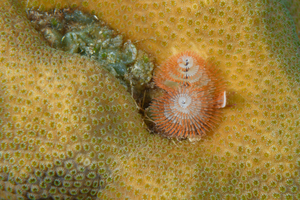 9/27/2021<br>Christmas Tree Worm