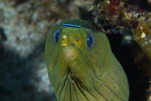 9/27/2021<br>Goby on Moral Eel