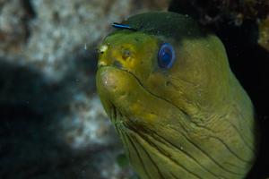 9/27/2021<br>Goby on Moray Eel