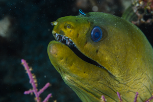 9/27/2021<br>Goby on Moray Eel