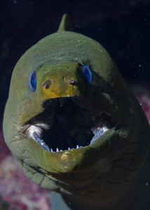 9/27/2021<br>Green Moray Eel