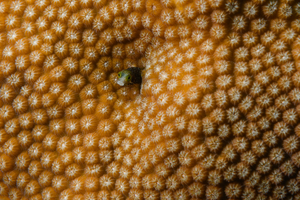 9/27/2021<br>Roughhead Blenny