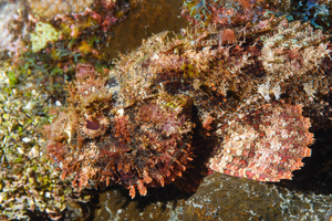9/27/2021<br>Spotted Scorpionfish<br>