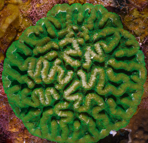 9/30/2021<br>Ridged Cactus Coral