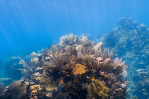 10/1/2021<br>I love it when the sun is out on the reef.