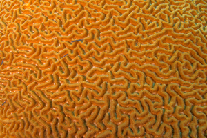10/2/2021<br>Another Goby on Boulder Brain Coral.