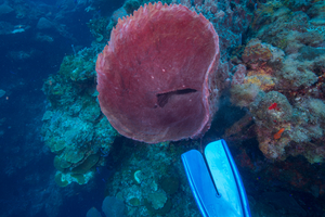 10/2/2021<br>Decent size Barrel Sponge with my fin in the shot for scale.