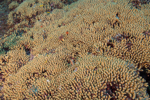 10/2/2021<br>Pencil Coral